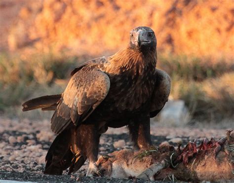 richard warings birds  australia  wedge tailed eagle   late