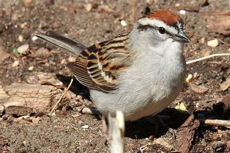 Chipping sparrow - Birdwatching, Species - Bird Informer