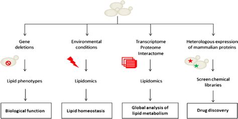 Different Approaches To Study Lipid Homeostasis And Function Using