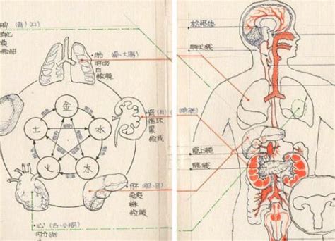 五脏六腑图片位置图分布图 4 配图网