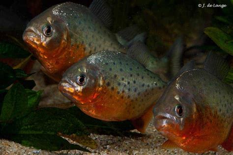 General information about Piranha's - AquaInfo