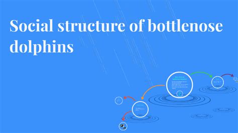 Social structure of bottlenose dolphins by Jabria Eccles