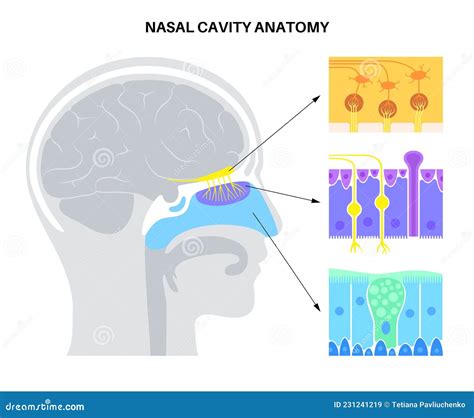 Nasal Vestibule Cavity, Nose Anatomy, Internal Organs Body Part Nervous ...