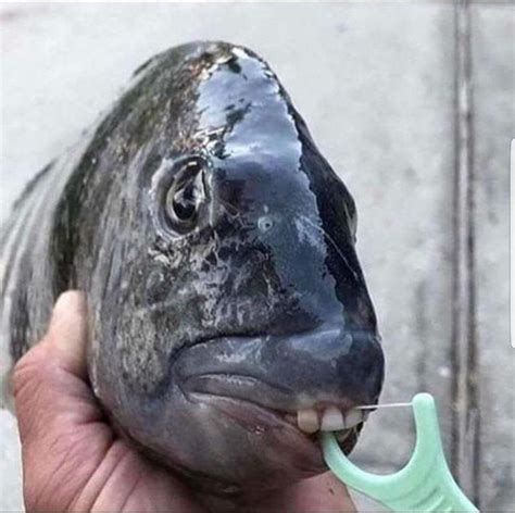 Cursedfish Rcursedimages