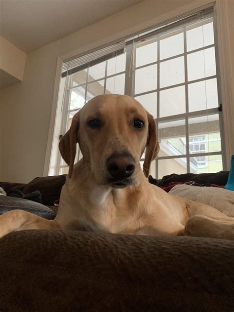 Dalmatian Mix With Golden Retriever