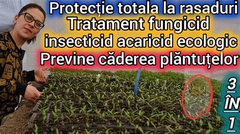 Previne căderea plantutelor de rasad și tratează le cu insecticid