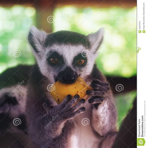 Lemur Eating Banana Close-up Stock Image - Image of exotic, beautiful ...