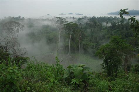 Pentingnya Jaga Kelestarian Hutan Ini Fungsi Hutan Bagi Kehidupan