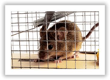 Pioneer Pest Control Waco Texas Rodent Control Extermination Services