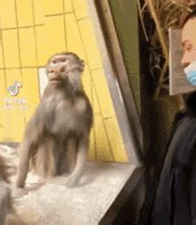 Monkey Slap Monkey GIF - Monkey Slap Monkey Monkey Look Away - Discover ...