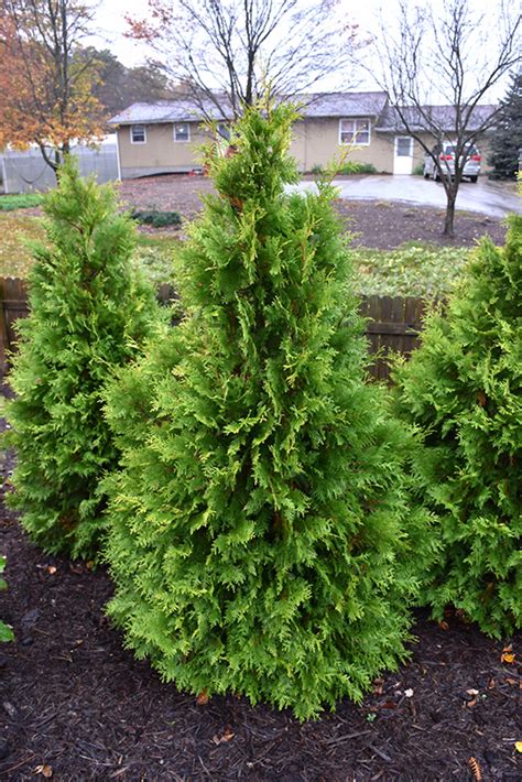 Polar Gold Arborvitae Thuja Occidentalis Smtoyb In Columbia Spring