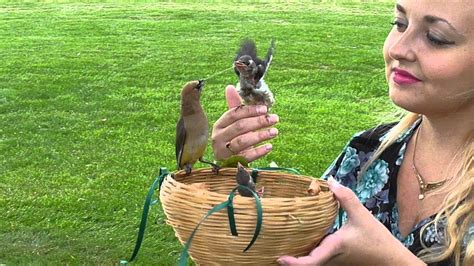 Wild Cedar Waxwing Bird Feeds Babies On Human Youtube