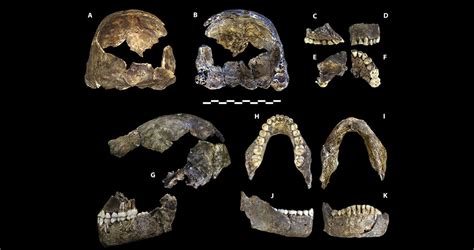 Homo Naledi May Not Be Such a Distant Relative - New Historian