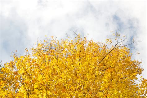 Free Images Tree Branch Sky Sunlight Leaf Flower Produce