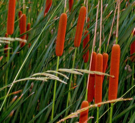 Cattail CreationWiki The Encyclopedia Of Creation Science