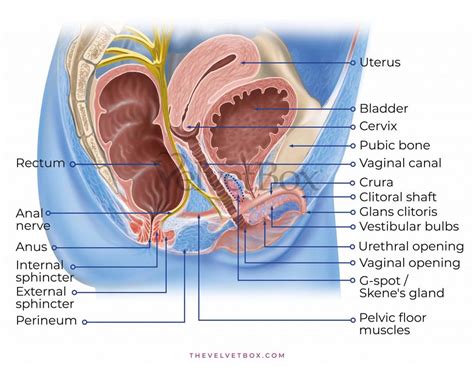 Weak Pelvic Floor — Sexual Health