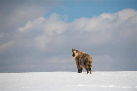 Sichuan Takin | The Wilds