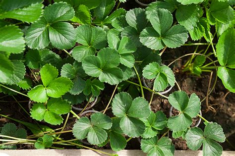 Клубника Кристина: описание и характеристики сорта садовой земляники ...