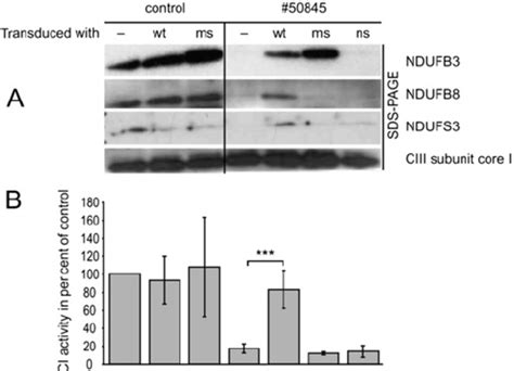 Expression Of Mitochondrial Complex I Subunitscomplex I Assembly For