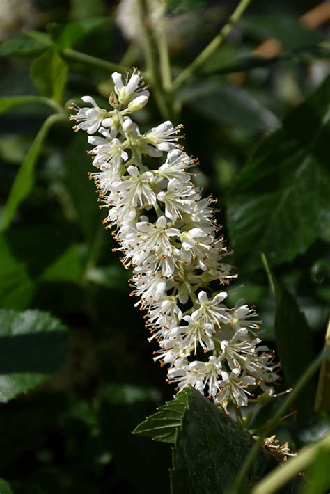 Vanilla Spice Summersweet Clethra Alnifolia Caleb In Milwaukee