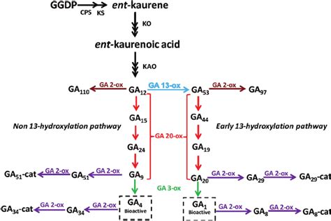 Ga Biosynthesis Pathway Ggdp Geranylgeranyl Diphosphate Cps