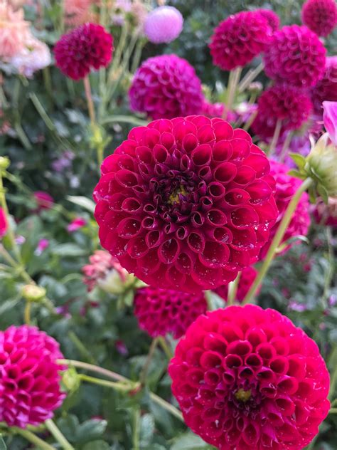 Ivanetti Dahlia Tuber – The Delicate Flower Dahlia Farm