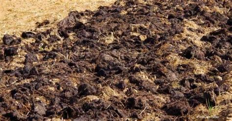 Cow Manure Compost Benefits And How To Use