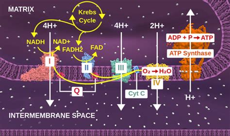 Electron transport chain steps - Labster