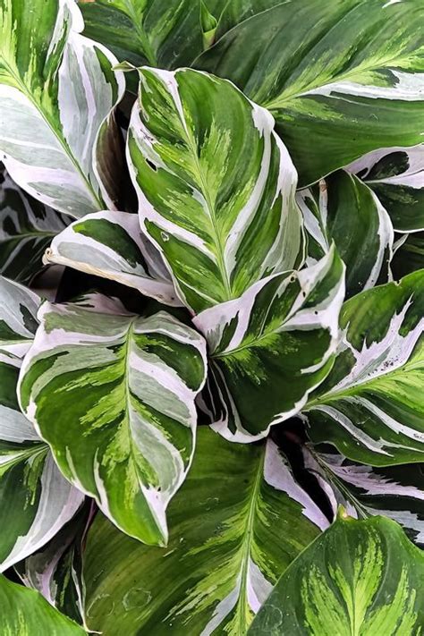 These Trending Houseplants Will Dominate 2024 Calathea Plant Plants