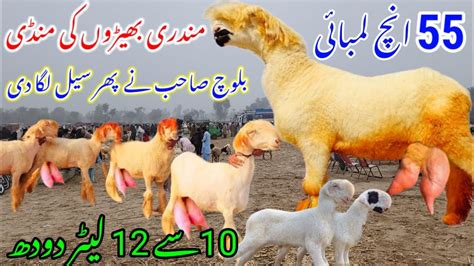 Sal Mein 6 6 Bacchy Dene Wali Kakki Billi Mundri Sheep Mandi DGKhan