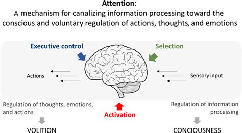 Attention The Grounds Of Selfregulated Cognition Rueda