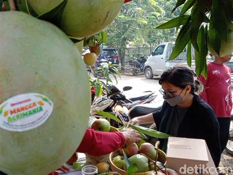 Berita Dan Informasi Mangga Agrimania Terkini Dan Terbaru Hari Ini