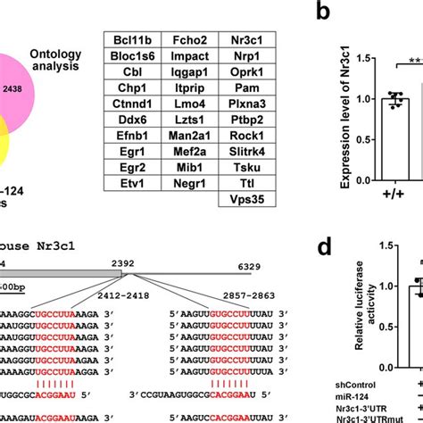 Identification Of Nr3c1 As An In Vivo Target Gene Of MiR 124 A Venn