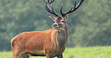 Cerf Et Chevreuil Quelles Diff Rences Le Brame Du Cerf