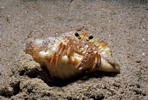 Fun Facts About Hermit Crabs