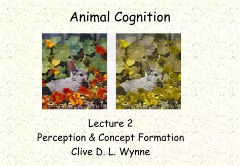 PPT - Animal Cognition PowerPoint Presentation - ID:6415199