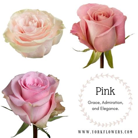 Pink roses meaning | Rose meaning, Rose, Pink roses