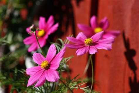 Gratis Billeder Natur Blomst Kronblad Sommer R D Lyser D Flora