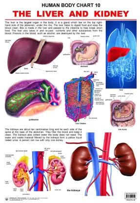 Dreamland The Liver & Kidney - Malik Booksellers & Stationers