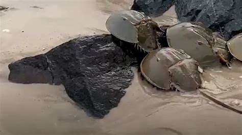 Horseshoe Crab Hatching