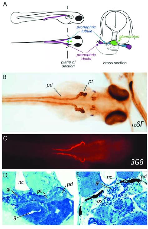 The Zebrafish Pronephros A Diagram Of The Three Elements Of The