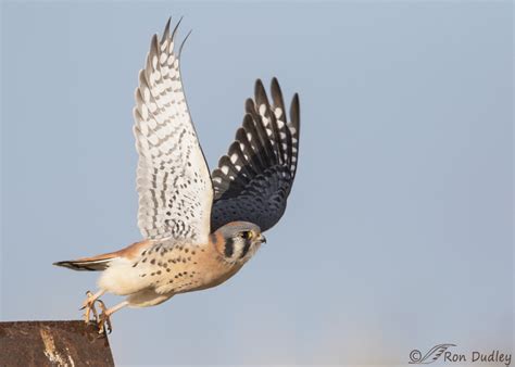 Male American Kestrel At Takeoff And In Flight Feathered Photography