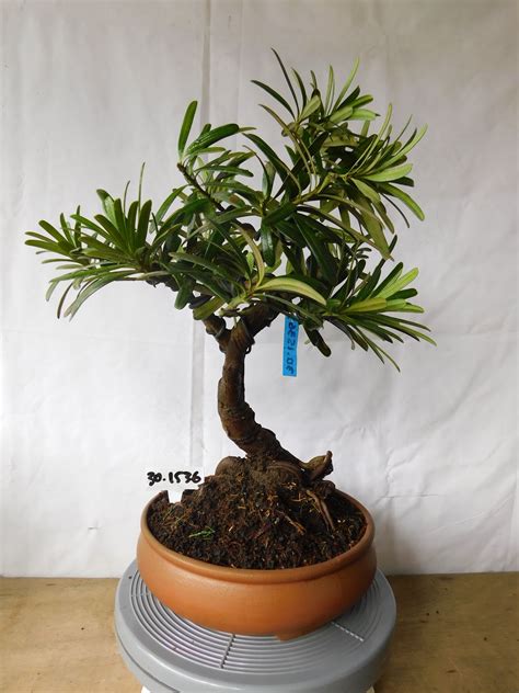 Bonsai Podocarpus Macrophyllus N Indonesian Bonsai To Worldwide