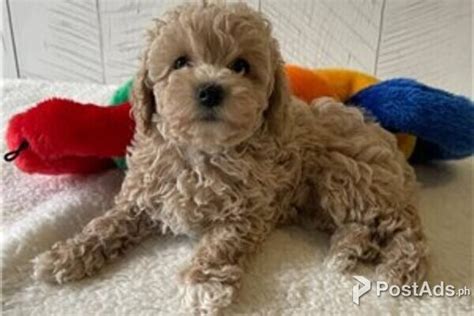 Toy Poodle Pet Breeder Postads Ph