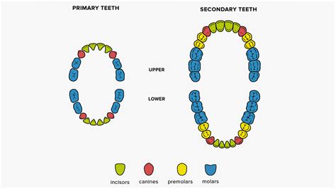 How Many Teeth Do Adults Have With Wisdom Teeth - TheDentech.com