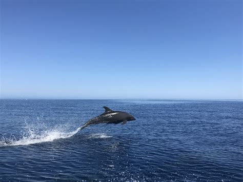 Magdalena Bay Whale Watching | Explora Baja