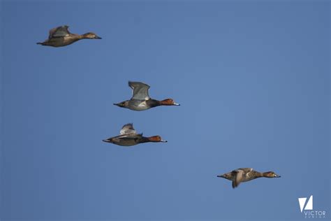 Redhead From Soto La Marina Tamps México On January 1 2023 At 01 44