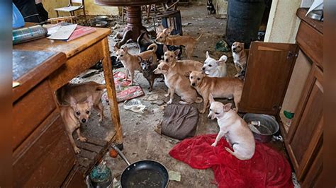 Animal Rescue Corps rescues nearly 50 dogs from abandoned Carthage home ...