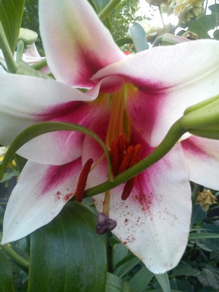 Лилия Friso (Фрисо)🌷 - купить луковицы и клубни в Украине | FLORIUM.UA