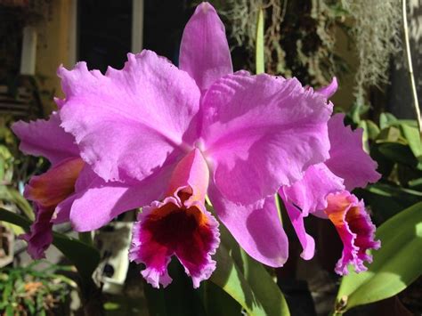 A Large Pink Flower Is Blooming In The Garden